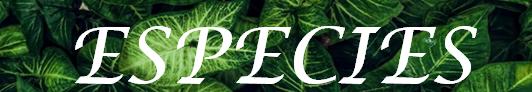 ES